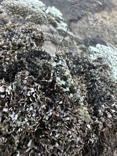 A lichen grasshopper is camouflaged on a lichen covered rock.