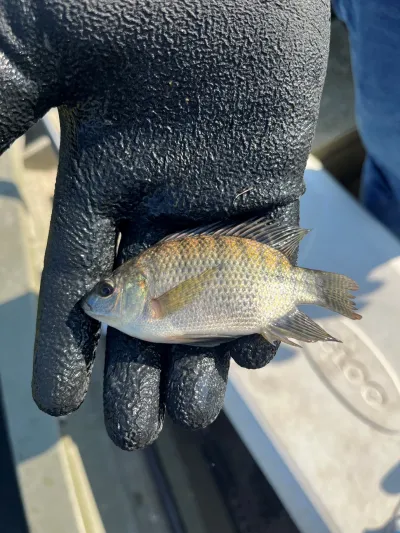 A gloved hand holding a young tilapia collected furing an electrofishing survey in NW Oklahoma.