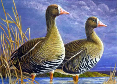 2027 Waterfowl Stamp Entry #2