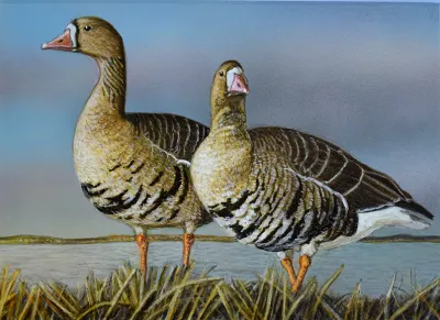 2027 Waterfowl Stamp Entry #4