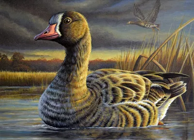 2027 Waterfowl Stamp Entry #6