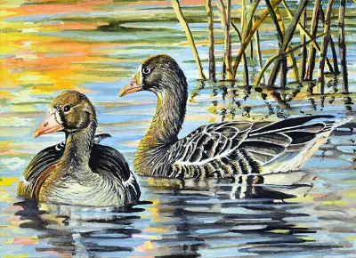 2027 Waterfowl Stamp Entry #8