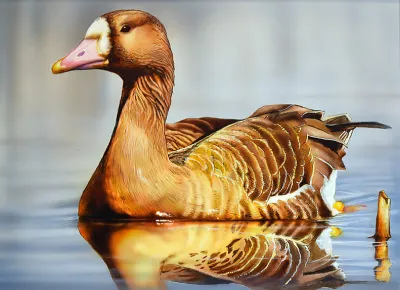 2027 Waterfowl Stamp Entry #13