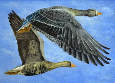 2027 Waterfowl Stamp Entry #14