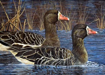 2027 Waterfowl Stamp Entry #15