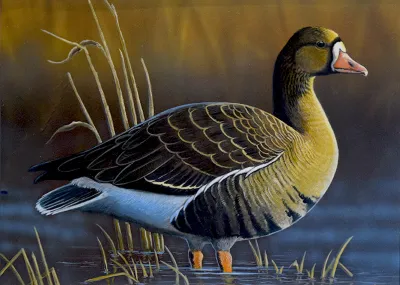 2027 Waterfowl Stamp Entry #17