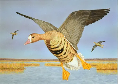 2027 Waterfowl Stamp Entry #19