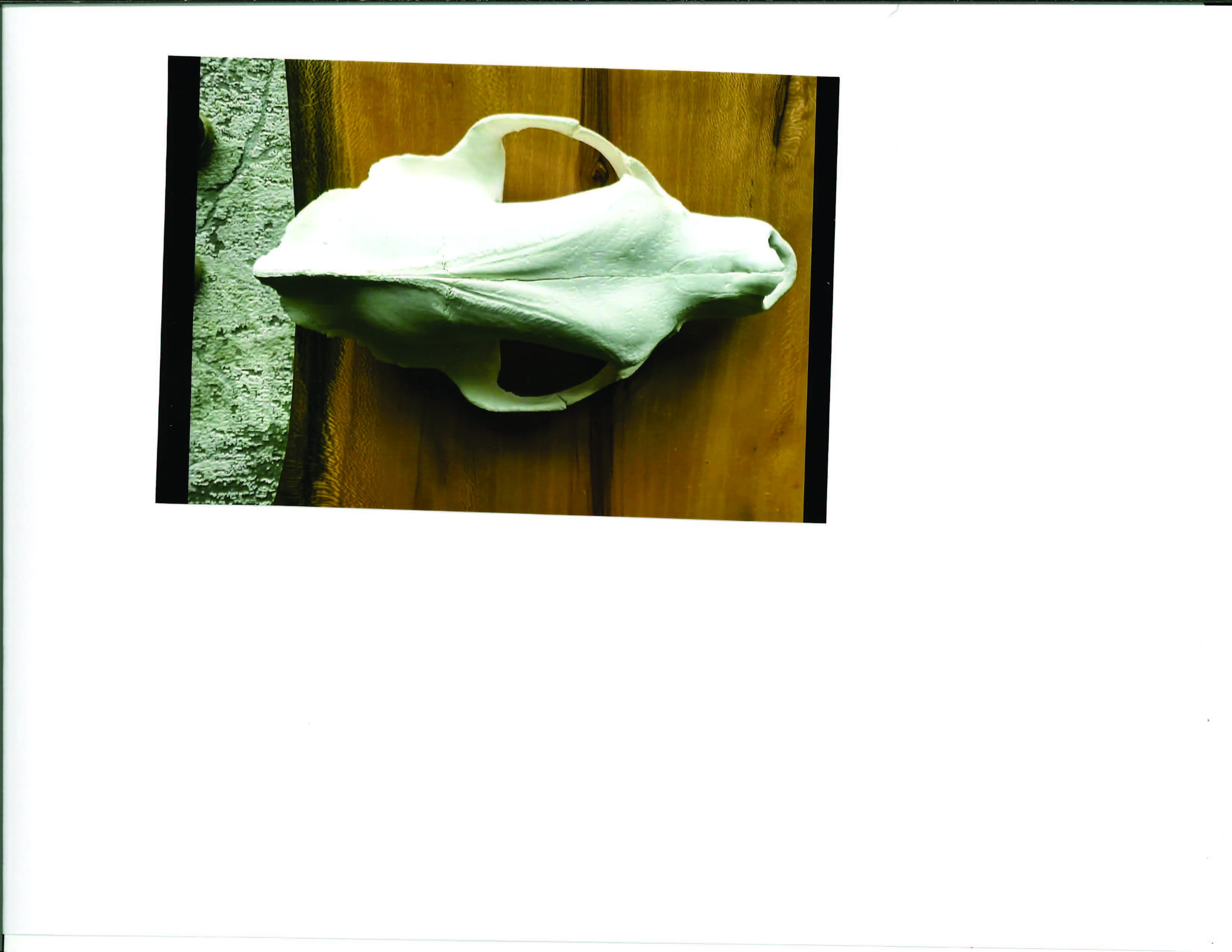 bear skull